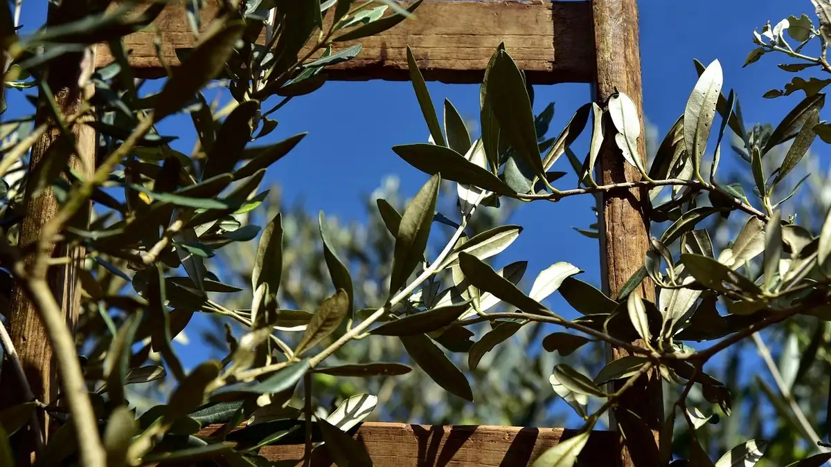 Olivenernte 2025 in Italien – traditionelle Olivenhaine in Apulien