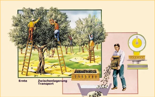 Olivenbaum Ernte – Von der Ernte bis zur Pressung
