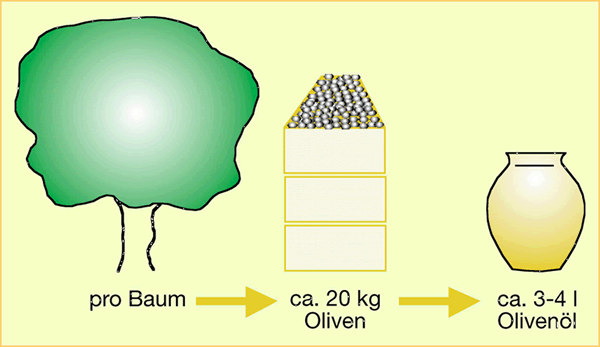 Verschiedene Olivenbaum-Sorten für die Olivenöl Herstellung