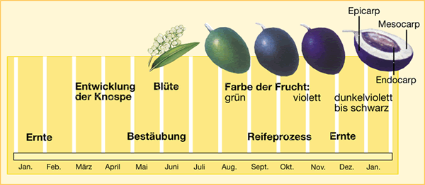 Olivenfrucht am Baum – Grundlage der Olivenöl Herstellung